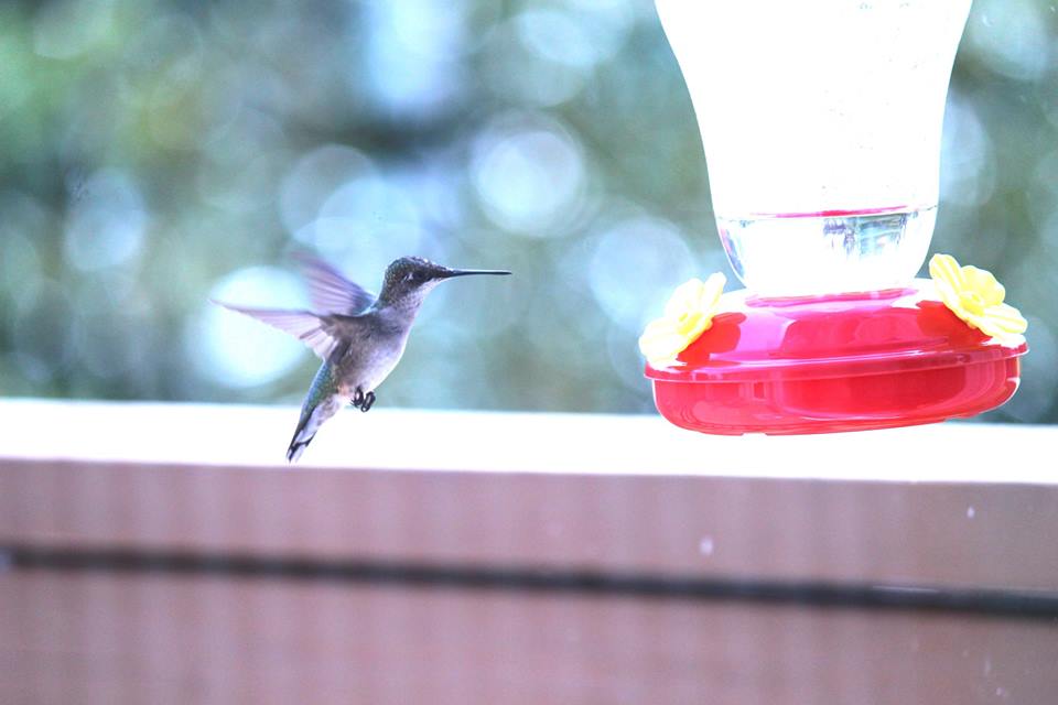 hummingbird