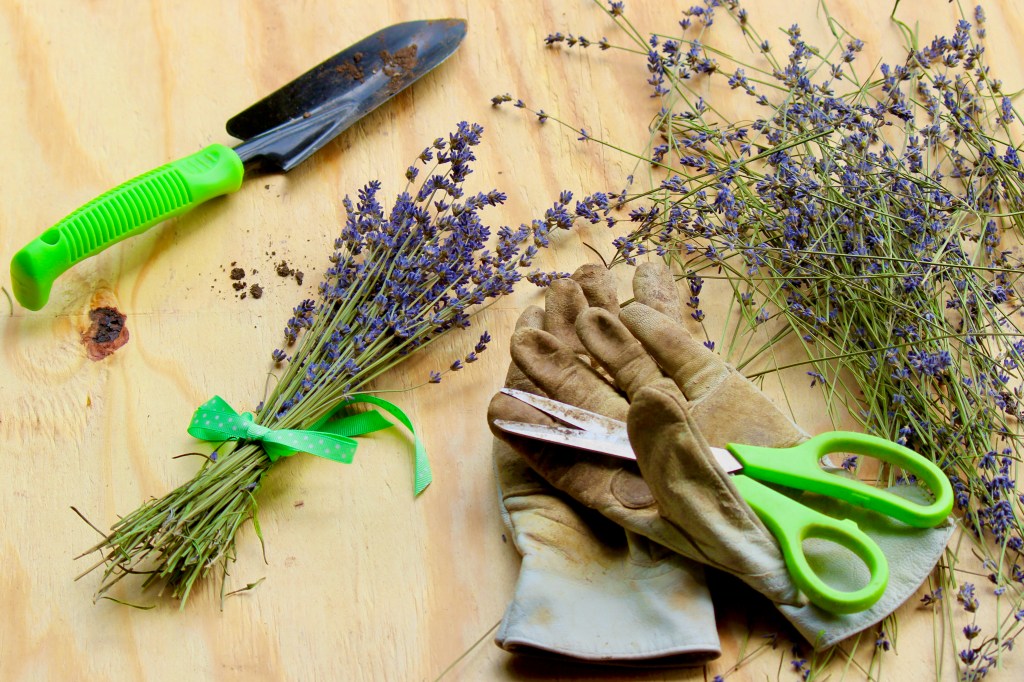 The Privileged Life:&nbsp;Lavender