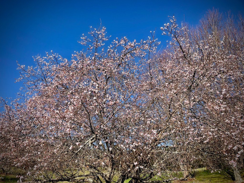 The Privileged Life: The Goodness of the Lord in Confusing&nbsp;Times