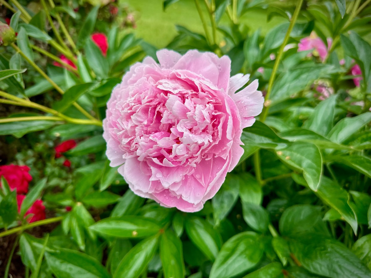 A Tale of Two&nbsp;Peonies