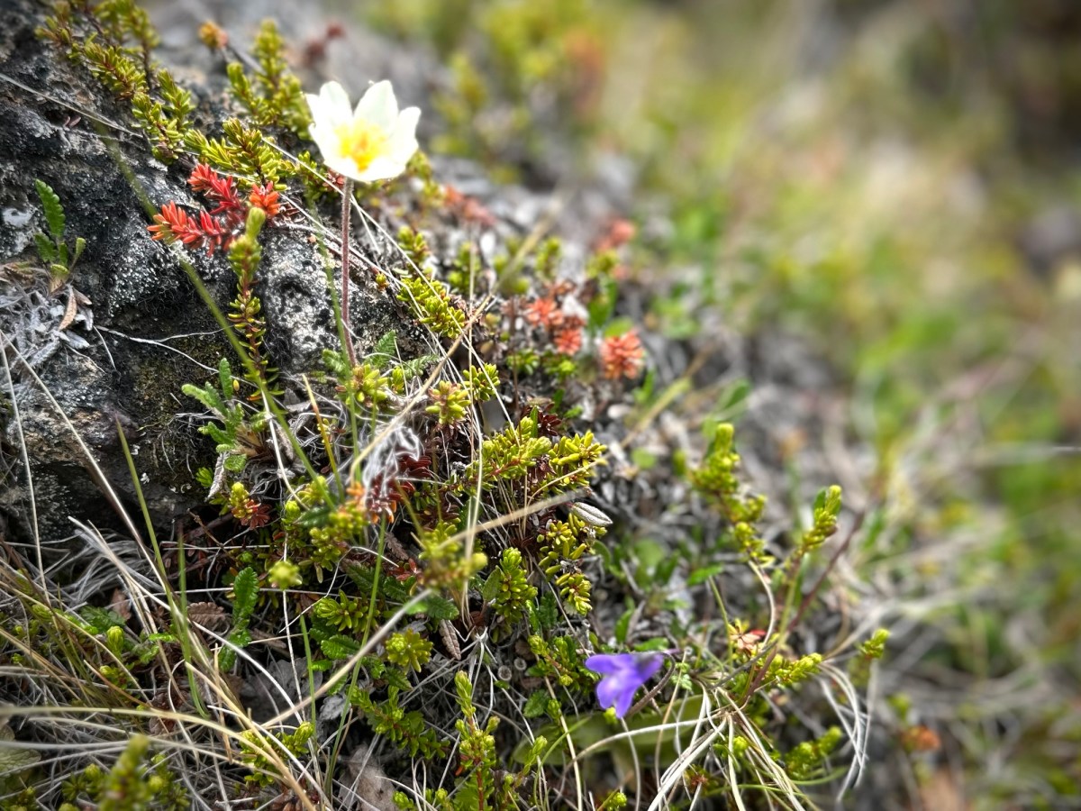 Seeing God in the Majestic and&nbsp;Miniature