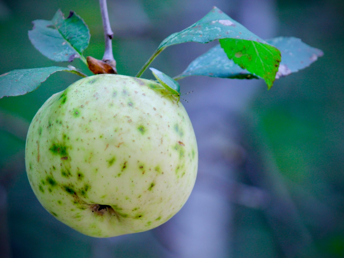 Apples of Gold…Words of&nbsp;Blessing