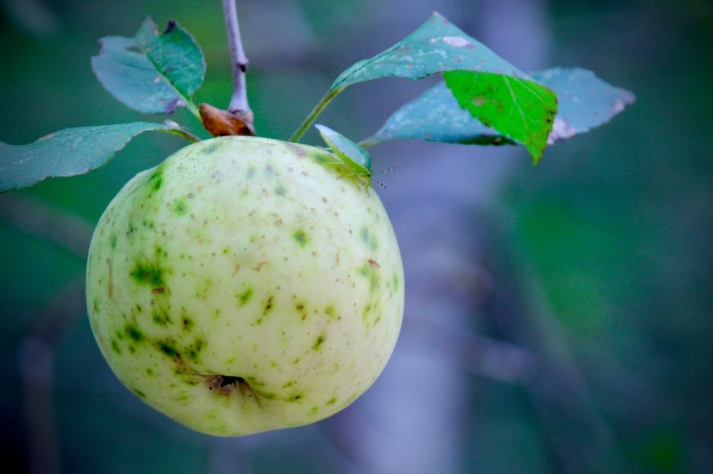 Apples of Gold…Words of Blessing